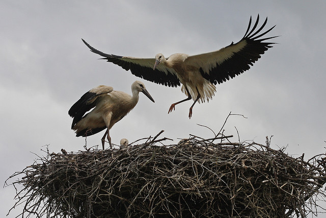 3660120588_f776e00650_z