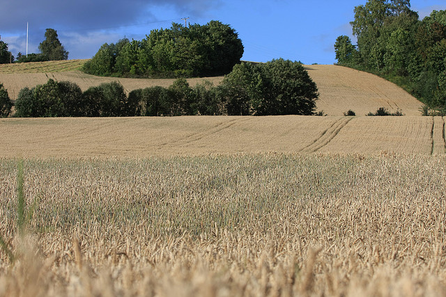 labîbas lauki NorvçìijâFoto: Edijs Pâlens