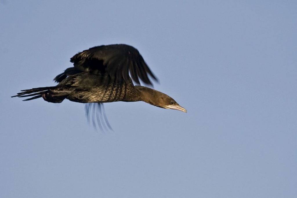 LDM_mazais_juraskrauklis