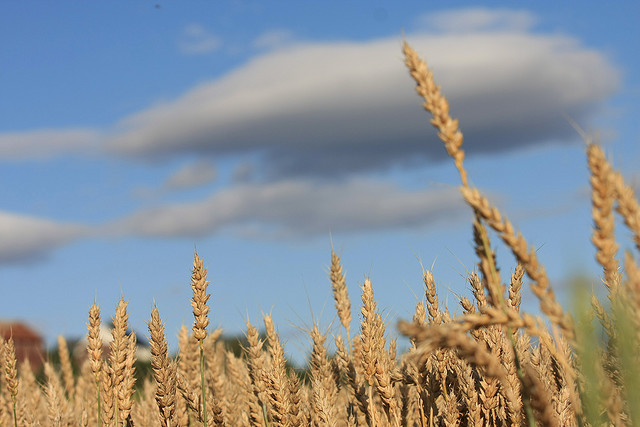 labîbas lauki NorvçìijâFoto: Edijs Pâlens