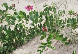 Foto: Publicitātes foto