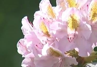 Babītē sācies rododendru ziedēšanas laiks Babītē sācies rododendru ziedēšanas laiks