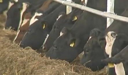 Dobeles novadā darbu sāk lielferma ar 1000 govīm Dobeles novadā darbu sāk lielferma ar 1000 govīm