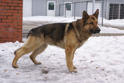 Foto: Valsts robežsardze