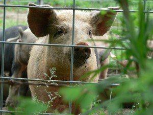 476092106_d7035b3336_z