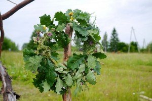 9133399154_e0415a2528_z