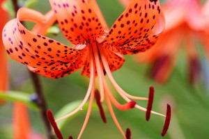 lillijas-300x200