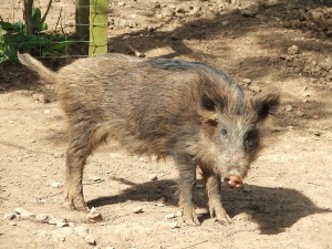 5643554723_655ba429b9_z-300x225