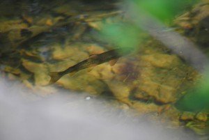 8072321740_f38da34cd3_z