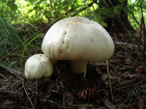 291082_288bfe364a_z
