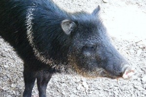 2672580020_3a0016f542_z