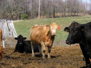 4492602500_6c95fa9b85_z