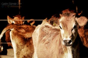 9241865669_a3e6cc7794_z