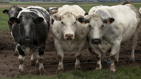 Piensaimnieku viedokļi sāk atšķirties Piensaimnieku viedokļi sāk atšķirties