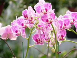 Orchids -- in the pink!