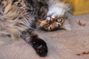 10732346373_5c0afd0034_z