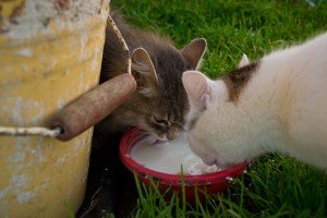 14800724118_e3750953a4_z