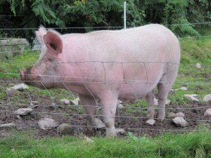 14911251710_fe52a73e5f_z