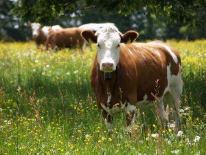 15153319401_fc4e28ae7d_k