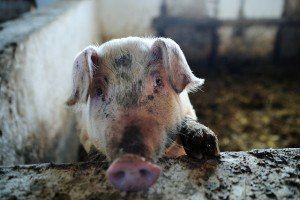 5156568351_4e1eb11ec0_z