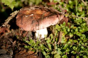 6306445681_2570afa4e3_z