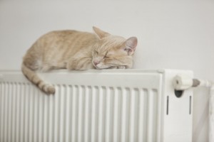 Cat-on-radiator-480x320