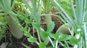 tillage radish