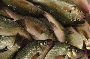 352421209_222a6467c0_z