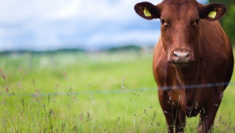 Piena cena – 30% mazāka par pašizmaksu Piena cena – 30% mazāka par pašizmaksu