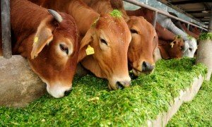 cowshed--621x414--621x414