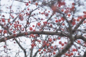 firstsnowberries1