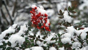 suzy-bales-garden-in-winter-berries-in-the-snow