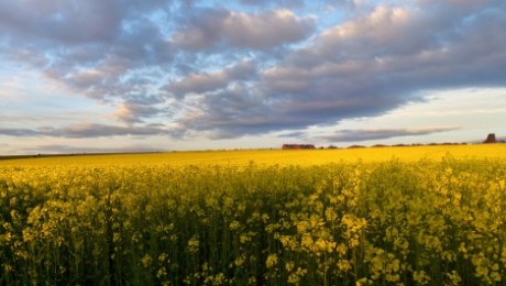 Zemgales zemnieki raizējas par “zaļināšanas likumu” Zemgales zemnieki raizējas par “zaļināšanas likumu”