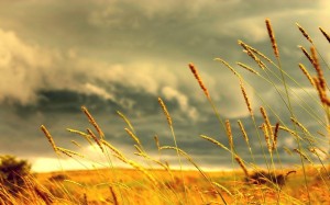 Field-of-love-nature-31000_(1)
