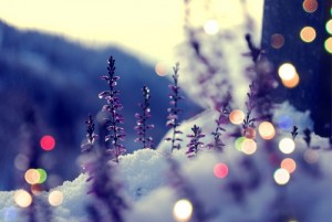 bokeh-snow-winter-Favim.com-363672