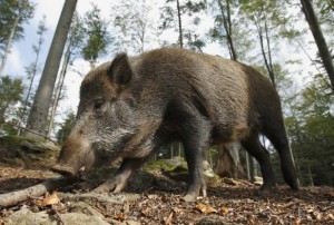 wild-boar_SS_118877125_110513-617x416