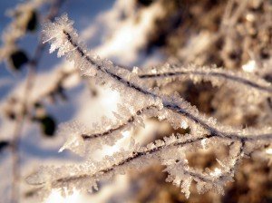 Favim.com-frost-ice-twigs-branches-473144