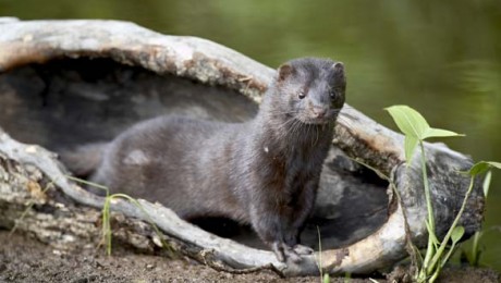 Kādi apstākļi ir zvēraudzētavā? Kādi apstākļi ir zvēraudzētavā?