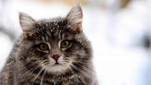 cat-in-the-snow-81