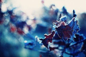cold-frost-leaf-leaves-photography-Favim.com-303525