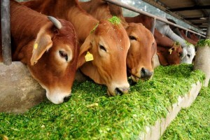 cowshed-621x414-621x414-300x200