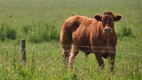 Zemniekiem dārgi izmaksās zaļināšanas prasību neievērošana Zemniekiem dārgi izmaksās zaļināšanas prasību neievērošana