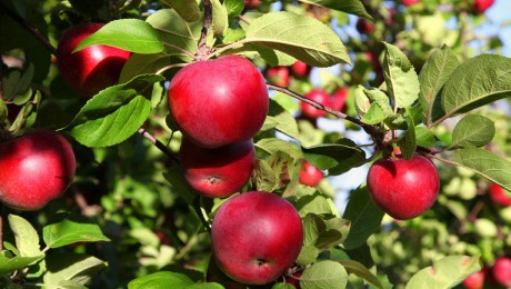 Latvijā dižākā ābele – Skrundas novadā