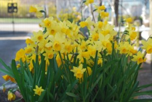 sunny-spring-day-036-475x3181-300x201