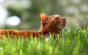 grass