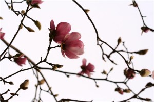 Bilde (5) (1)