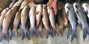fish