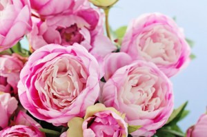 peonies2