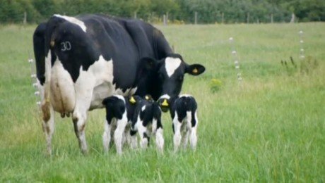 Piena cenas krītas, draud ganāmpulku likvidācija
