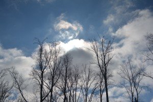 sun-behind-clouds-tree-branches